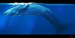  ambiguous_gender blue_body bubble cetacean feral forked_tail imperatorcaesar mammal marine mouth_closed signature solo underwater unusual_anatomy unusual_tail upside_down water 