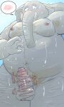  2022 anthro belly big_belly blush bodily_fluids censored dain_4201 elephant elephantid genitals grey_body hi_res humanoid_genitalia humanoid_hands humanoid_penis kemono male mammal moobs navel nipples overweight overweight_male penis proboscidean pubes solo sweat 