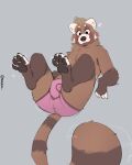  2022 ailurid anthro blush brown_body brown_fur bulge clothed clothing feet foot_focus fur hi_res male mammal markings minedoo minedoo_(character) multicolored_body multicolored_fur paws presenting red_panda simple_background solo striped_markings striped_tail stripes tail_markings underwear underwear_only white_body white_fur 