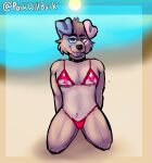  anthro bikini blep canid canine clothing collar cooper_(parkwillbark) hi_res male mammal parkwillbark solo swimwear tongue tongue_out 
