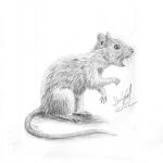  ambiguous_gender feral graphite_(artwork) greyscale hi_res lied_etal mammal monochrome murid murine pencil_(artwork) pogchamp rat rodent signature simple_background sketch solo traditional_media_(artwork) white_background 