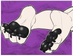  4_toes anthro canid canine canis claws feet foot_shot hi_res male mammal pawpads paws pitfallpup purple_background simple_background soles solo toe_claws toes wolf 
