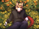  2022 5_fingers anthro black_clothing black_hoodie black_topwear canid canine canis clothed clothing dannoitanart digital_media_(artwork) domestic_dog fingers grass hair hi_res hoodie looking_at_viewer male mammal pink_nose plant topwear 