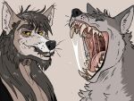  4:3 anthro beard black_nose bodily_fluids brown_body brown_ears brown_fur canid canine canis dark_hair duo facial_hair fangs fur glistening glistening_nose glistening_tongue grey_beard grey_body grey_ears grey_fur grey_hair grey_inner_ear grey_inner_ear_fluff hair hi_res imperatorcaesar inner_ear_fluff male mammal messy_hair mouth_shot open_mouth red_tongue saliva saliva_string simple_background smile tan_teeth tongue tuft wolf 