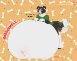  2021 anthro border_collie canid canine canis collie domestic_dog eyewear glasses hands_on_stomach herding_dog hi_res inverted_belly_button male mammal overeating overweight pastoral_dog rumbling_stomach ryukawa sheepdog solo tail_motion tailwag tongue tongue_out 