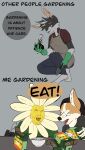  absurd_res anthro bruno(corginamedbruno) corginamedbruno eating english_text gardening hi_res humor lagomorph leporid male male/male mammal plant rabbit text 