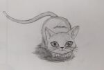  ambiguous_gender domestic_cat felid feline felis feral graphite_(artwork) greyscale lied_etal mammal monochrome pencil_(artwork) simple_background solo traditional_media_(artwork) white_background 