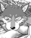  anthro barrel_(live-a-hero) biceps black_and_white canid canine canis fur human human_on_anthro humanoid interspecies looking_pleasured male male/male mammal monochrome muscular muscular_anthro muscular_male natsunouro nipple_fetish nipple_play protagonist_(live-a-hero) wolf 