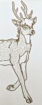  antlers cervid cervine chital deer-spangle feral hi_res horn mammal rienkarrot traditional_media_(artwork) 