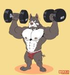  2020 5_fingers abs anthro big_biceps big_pecs biped brown_body brown_fur bulge canid canine canis clothing domestic_dog exercise fangs fingers fur gab_(comic) hi_res male mammal mokkabron muscular muscular_anthro muscular_male nipples pecs pink_nipples pink_nose pit_bull red_clothing red_thong red_underwear ruff_bull serious simple_background solo standing thong underwear weightlifting white_body white_fur workout yellow_background 