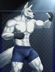  5_fingers abs amon-sydonai anthro athletic athletic_anthro athletic_male biceps black_clothing black_gloves black_handwear black_nose blue_eyes bottomwear boxing_gloves canid canine canis chest_tuft clothing fighting_gloves fighting_pose fighting_ring fingers fist fisting fur gloves hair hairy handwear hi_res light looking_at_another male mammal mma muscular muscular_anthro muscular_legs muscular_male muscular_thighs nipples pecs pose shorts solo tail_tuft triceps tuft white_body white_fur white_hair wolf 