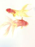  animal artworksmil fins fish goldfish no_humans original painting_(medium) still_life traditional_media watercolor_(medium) white_background 