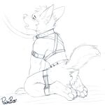  1:1 anthro armband blush bodily_fluids bound butt butt_tuft canid cheek_tuft collar drooling facial_tuft frogtied harness head_tuft hi_res kneeling legs_tied male mammal monochrome narrowed_eyes pache_riggs pawpads saliva saliva_on_chin signature simple_background solo tuft 