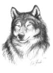  2004 ambiguous_gender bust_portrait canid canine canis dated feral fur greyscale looking_at_viewer mammal monochrome mouth_closed peta_hewitt portrait signature simple_background solo white_background wolf 