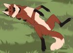  :3 canid canine claws digital_media_(artwork) eyes_closed featureless_crotch feral fluffy fur gorchitsa_(artist) grass happy high-angle_view lying male mammal maned_wolf on_back on_ground orange_body orange_fur outside paws plant relaxing scar smile solo tail 