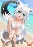  1girl absurdres ahoge animal_ear_fluff animal_ears bangs beach blush braid breasts cleavage commentary_request crab dutch_angle earrings fox_ears fox_girl fox_tail green_eyes hagane_(fm_909) hair_between_eyes hands_on_own_knees highres hololive jewelry knees_together_feet_apart leaning_forward long_hair looking_at_viewer medium_breasts ocean open_mouth pentagram shirakami_fubuki sidelocks single_braid solo tail virtual_youtuber white_hair 