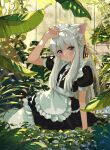  1girl animal_ears blush highres kgt_(pixiv12957613) long_hair maid original plant scenery solo white_hair 