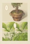  leaf narumi_arata no_humans original pot translated 