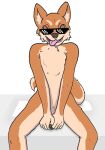  anthro brown_body brown_eyes brown_fur canid canine canis domestic_dog eyewear fur hands_between_legs looking_at_viewer male mammal multicolored_body multicolored_fur nude open_mouth pixel_sunglasses rags_(youtuber) shiba_inu sitting solo spitz sunglasses sunglasses_on_face tongue tongue_out two_tone_body two_tone_fur unknown_artist 