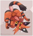 anal anal_penetration animal_genitalia animal_penis ass_up balls big_butt blep bodily_fluids butt claws cute_fangs disembodied_penis erection fangs felid feline feline_genitalia feline_penis feral feral_penetrated fermusieboir4 fur generation_7_pokemon genital_fluids genitals hi_res looking_at_viewer lying male mammal nintendo on_back orange_body orange_fur penetration penile penile_penetration penis penis_in_ass pokemon pokemon_(species) precum solo tail teeth tongue tongue_out torracat yellow_eyes