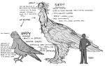 ambiguous_gender avian avian_taur biped breasts claws digital_media_(artwork) european_mythology feathered_wings feathers female feral greek_mythology group harpy human male mammal monster_girl_(genre) mythological_avian mythological_creature mythology nipples simple_background siren sketch starfleetrambo tail taur text trio wings