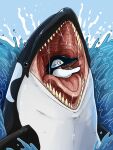  3:4 absurd_res ambiguous_gender black_body blue_background blue_eyes bodily_fluids cetacean delphinoid duo feral glistening glistening_eyes glistening_tongue green_eyes hi_res imperatorcaesar looking_at_viewer mammal marine mouth_shot oceanic_dolphin open_mouth open_smile oral_vore orca partially_submerged saliva saliva_on_tongue saliva_string sharp_teeth simple_background smile tan_teeth teeth tongue toothed_whale unsigned vore water white_body 