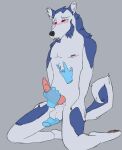  anthro ball_fondling balls blush canid canine canis disembodied_hand domestic_dog erection fondling fur genitals hi_res husky male mammal nipples nordic_sled_dog nude open_mouth penis simple_background solo spitz 