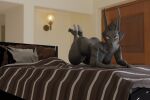  2020 3d_(artwork) 5_fingers anthro bed big_butt breasts butt canid canine canis clothing digital_media_(artwork) dubmare female fingers footwear furniture hi_res high_heels inside looking_at_viewer mammal nude pillow solo sunr4y wolf 