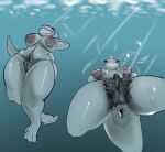 absurd_res anthro anus aquatic big_breasts big_nipples bodily_fluids breasts eyelashes female fish genital_fluids genitals grin hi_res niannn nipples paws pubes shark simple_background smile solo swimming tail teeth thick_pubes thick_thighs underwater vaginal_fluids vulva water