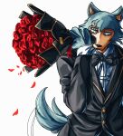  2022 anthro beastars bouquet bow_tie canid canine canis clothed clothing dress_shirt flower flower_bouquet fur hi_res holding_object jacket legoshi_(beastars) male mammal motion_lines necktie petals plant rose_(flower) scar shirt simple_background solo standing suit tail_motion tailwag teseirei topwear tuft white_background wolf 