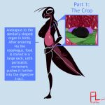 ambiguous_gender ambiguous_prey anatomical_diagram anthro arthropod big_breasts breasts duo english_text eyelashes fangs female female_pred feral flightlesslizard fly_(animal) hands_on_hips insect inside_stomach internal mantis messy_stomach multiple_stomachs silhouette silhouetted_body slime teeth text thin_arms thin_legs tongue uvula vore