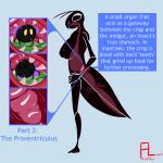 ambiguous_gender ambiguous_prey anatomical_diagram anthro arthropod big_breasts breasts duo english_text eyelashes fangs female female_pred feral flightlesslizard fly_(animal) hands_on_hips insect inside_stomach internal mantis messy_stomach multiple_stomachs silhouette silhouetted_body slime stab teeth text thin_arms thin_legs tongue uvula vore