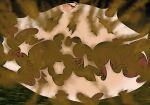 absurd_res anal anal_penetration anthro anus arcanine burp_cloud burp_fetish burping butt canid canine cartoon_physics duo explosion extreme_size_difference fart fart_cloud fart_explosion fart_fetish feral generation_1_pokemon genitals hi_res inflated_belly inflating inflation macro macro_feral macro_focus macro_male male mammal micro_in_ass nintendo organs penetration pokemon pokemon_(species) popping presenting size_difference stomach toffee_(yonnixart) yonnixart