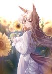  1girl animal_ears back_bow bow brown_eyes brown_hair dress ear_ornament elanore field flower flower_field frilled_dress frills horse_ears horse_girl horse_tail long_hair long_sleeves looking_at_viewer looking_back satono_diamond_(umamusume) simple_background solo sunflower tail tail_through_clothes umamusume very_long_hair white_dress 