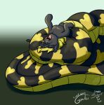  abdominal_bulge after_vore apode black_body draconcopode equid equine gyrotech horn lamia legless mammal open_mouth reptile scalie serpentine silent_e snake snake_pony solo split_form unicorn vore yellow_body 