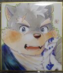  1boy animal_ear_fluff animal_ears blush dog_boy dog_ears eyebrow_cut fork furry furry_male highres hijirino_yuuta holding holding_fork holding_handkerchief male_focus moritaka_(housamo) open_mouth paw_print photo_(medium) plump portrait shikishi short_hair sideburns solo sweat thick_eyebrows tokyo_afterschool_summoners tongue traditional_media wiping_sweat 