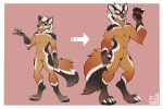  3:2 after_transformation anthro candid canid canine canis domestic_dog eurasian_wolf feral fluffy foxinuhhbox growth mammal model_sheet multiple_poses muscular pose sheet_(disambiguation) standing transformation transformation_sequence were werecanid werecanine werewolf wolf 