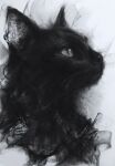  black_cat cat closed_mouth commentary_request greyscale highres monochrome no_humans original portrait profile ryosuke slit_pupils white_background 
