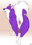 2025 absurd_res anus balls bedroom_eyes brown_balls butt canid canine canis colored consensualcanine countershade_face countershade_tail countershading digital_media_(artwork) domestic_dog fangs feral fur genitals hi_res husky leg_markings looking_at_viewer looking_back looking_back_at_viewer male male_feral mammal markings narrowed_eyes nordic_sled_dog open_mouth pink_anus puffy_anus purple_body purple_fur quadruped raised_tail rear_view seductive signature socks_(marking) solo spitz tail teeth varh_evans white_body white_fur year