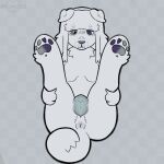 1:1 absurd_res andromorph animal_genitalia animal_vulva anthro anus canid canine canine_genitalia canine_vulva genitals hi_res intersex legs_up mammal mochamuzzled presenting presenting_anus presenting_vulva solo upside_down_vulva vulva