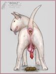  anal_piercing animal_genitalia animal_penis anus balls bodily_fluids bull_terrier butt canid canine canine_penis canis cum darkmare domestic_dog ejaculation erection feces feral fur genital_fluids genitals hunting_dog knot looking_at_viewer looking_back male mammal penis piercing pink_anus pink_balls pooping presenting presenting_hindquarters saggy_balls scat solo terrier text tongue tongue_out white_body white_fur 