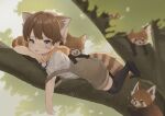  1boy absurdres animal_ears bandaid black_thighhighs branch brown_hair cat_ears child commentary_request grey_eyes hair_between_eyes highres looking_at_viewer male_focus no_shoes omurice_(roza4957) original overalls red_panda red_panda_boy red_panda_ears red_panda_tail shirt striped_tail tail thighhighs tree 