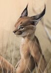  aberration anthro brown_body brown_fur caracal_(genus) felid feline fur hi_res looking_at_viewer lynx male mammal painting_(artwork) savanna simple_background sitting solo stampmats traditional_media_(artwork) whiskers 