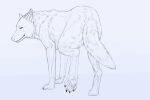 2d_animation 4_toes animal_genitalia animal_vulva animated animated_gif anus aroused bedroom_eyes butt canid canine canine_genitalia canine_vulva canis claws digitigrade ear_motion exposed feet female feral genitals hi_res hole_(anatomy) inviting looking_at_viewer looking_back looking_back_at_viewer loop mammal narrowed_eyes pawpads paws pinup pivoted_ears pointy_ears pose presenting presenting_anus presenting_hindquarters presenting_vulva prick_ears raised_leg raised_tail rear_view seductive short_playtime solo tail tail_motion three-quarter_view toes tongue tongue_out valiberite vulva wolf