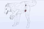 4_toes animal_genitalia animal_vulva anus aroused bedroom_eyes butt canid canine canine_genitalia canine_vulva claws digitigrade ear_motion exposed feet female feral genitals hole_(anatomy) inviting looking_at_viewer looking_back looking_back_at_viewer mammal narrowed_eyes pawpads paws pinup pivoted_ears pointy_ears pose presenting presenting_anus presenting_hindquarters presenting_vulva prick_ears raised_leg raised_tail realistic_feral rear_view seductive solo tail tail_motion three-quarter_view toes tongue tongue_out valiberite vulva