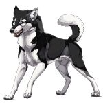1:1 2025 animal_genitalia artist_name balls black_body black_fur black_nose blue_eyes canid canine canine_genitalia canis carnassials claws closed_sheath_slit countershade_crotch countershade_neck countershade_tail countershade_torso countershading curled_tail dewclaw digital_drawing_(artwork) digital_media_(artwork) digitigrade dipstick_ears dipstick_tail domestic_dog ear_markings ears_up english_text eyebrows facial_markings fangs feral full-length_portrait fully_sheathed fur furry_balls genitals grey_body grey_claws grey_ear_tips grey_fur grey_pawpads grey_tail_tip hatsuyuki_(spirit-of-alaska) head_markings hi_res husky iris looking_at_viewer looking_forward male male_feral mammal markings multicolored_ears no_sclera nordic_sled_dog open_mouth pawpads pink_tongue pointy_ears portrait prick_ears pupils quadruped raised_arm semi-realistic_feral shaded sheath siberian_husky side_markings simple_background solo spirit-of-alaska spitz standing tail tail_markings teeth text thick_neck thick_pawpads three-quarter_view tongue tongue_out whisker_spots white_background white_balls white_body white_eyebrows white_fur white_paws white_sheath