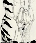  2022 absurd_res anthro balls belly butt canid canine canis duo erection felid foreskin frottage garo_(artist) genitals glans hi_res humanoid_genitalia kinktober male male/male mammal markings monochrome muscular navel pantherine penis pubes sex shaded side_view standing tail_markings tiger wolf 