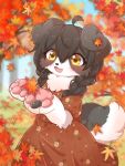  4_fingers anthro autumn black_hair blush border_collie braided_hair brown_clothing brown_dress canid canine canis clothed clothing collie cotorita detailed_background digital_media_(artwork) domestic_dog dress female female_anthro fingers floppy_ears forest fur hair herding_dog hi_res holding_leaf humanoid kemono koto0v0haru leaf leaf_on_head mammal multicolored_body open_mouth outside pastoral_dog pawpads pigtails plant sheepdog solo standing tree two_tone_body white_body white_fur yellow_eyes 