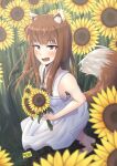  1girl animal_ears blush brown_hair dress fang flower highres holding holding_flower holo long_hair nyaxxy open_mouth pouch red_eyes skin_fang solo spice_and_wolf sundress sunflower tail white_dress wolf_ears wolf_girl wolf_tail yellow_flower 