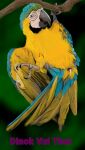  animal_genitalia avian bird bodily_fluids cloaca cum dinokvulthur feral genital_fluids genitals macaw male neotropical_parrot parrot solo true_parrot 